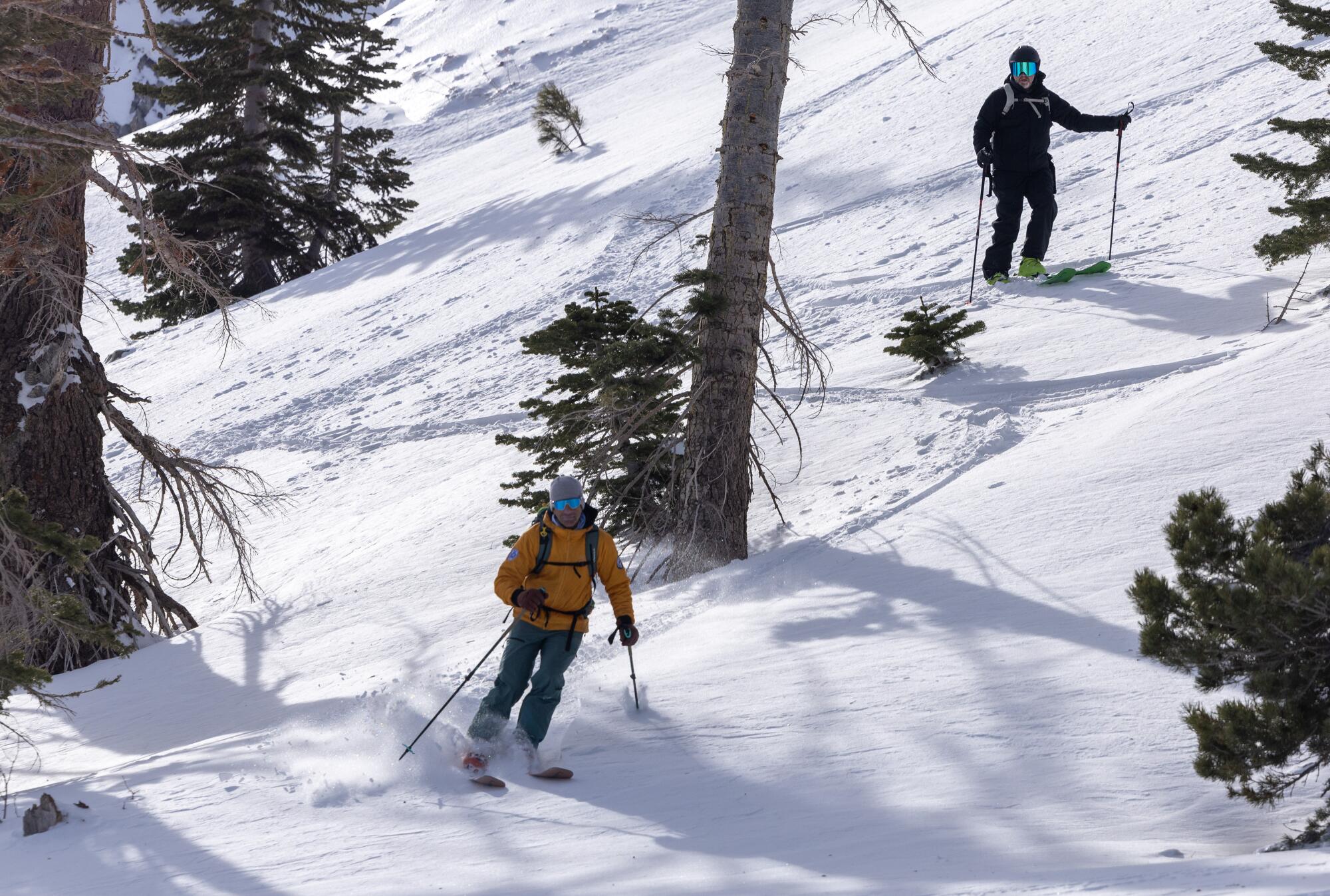 Two skiiers navigate through pine trees on a snowy slope. 